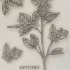 Flower stamps - 1. January