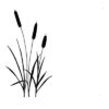LAV003 - Bulrushes