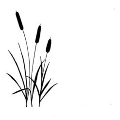LAV003 - Bulrushes