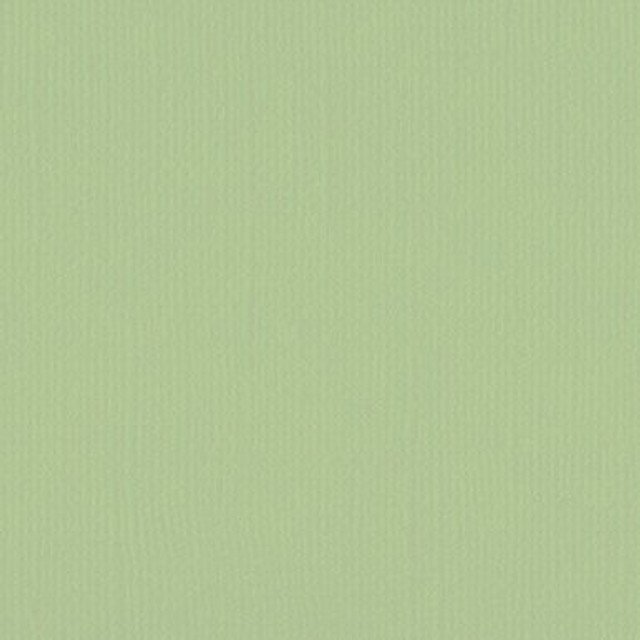 205580 - Mint Tulip - Pack of 5