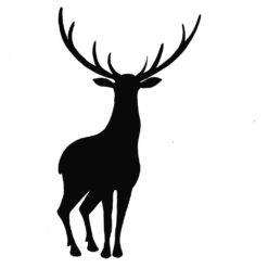 LAV218 - Stag