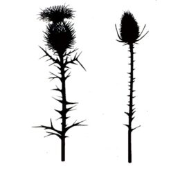 LAV117 - Thistles