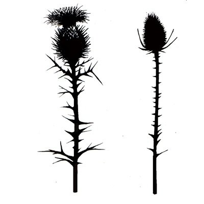 LAV117 - Thistles